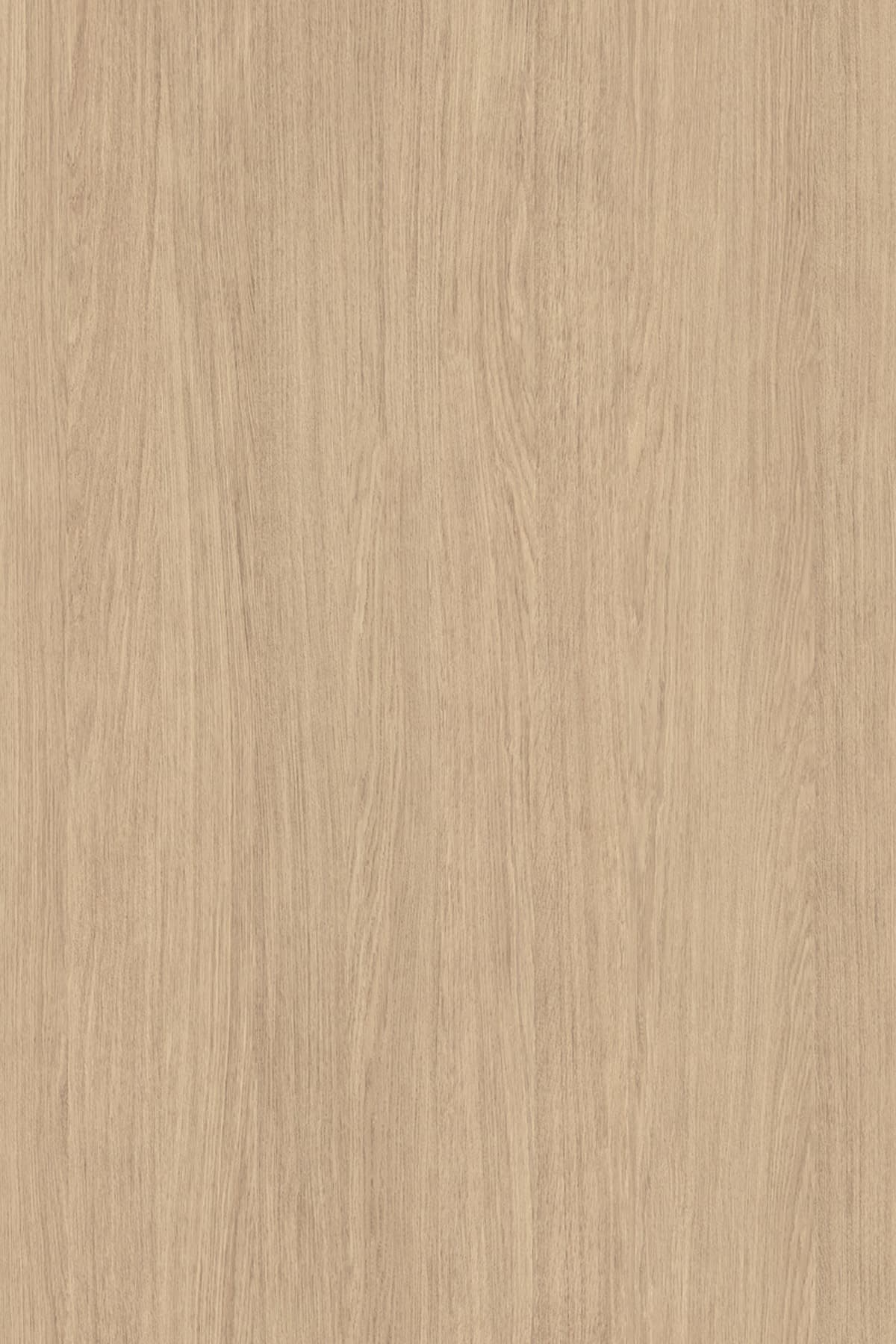 Silk Oak